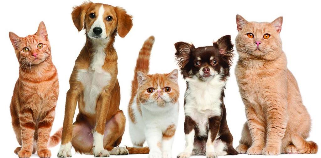 Доска объявлений о животных | ЗооТом - продажа, вязка и услуги для животных в Ильске