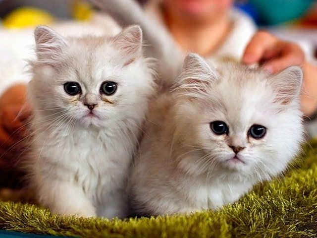 Породы кошек в Ильске | ЗооТом портал о животных