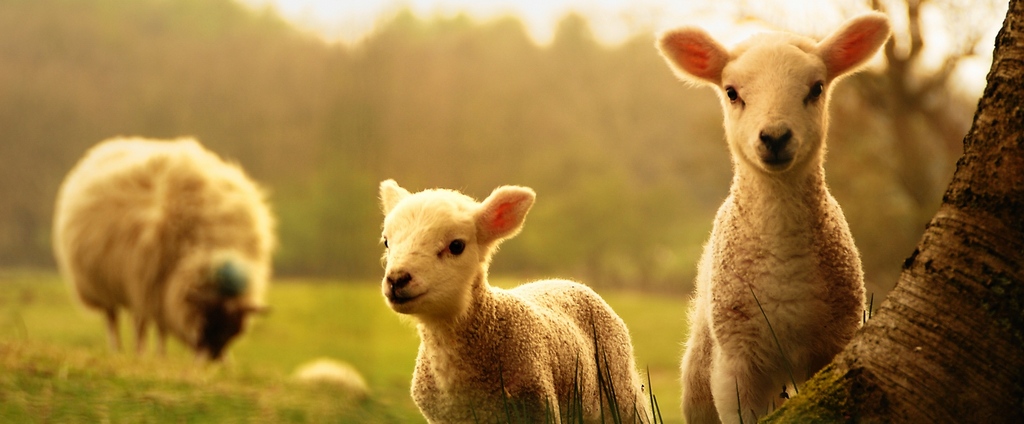 Объявления о сельскохозяйственных животных | ЗооТом - продажа, вязка и услуги для животных в Ильске