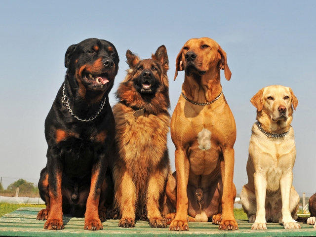 Крупные породы собак в Ильске | ЗооТом портал о животных